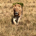 About the Lion